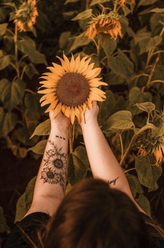 person holding sunflower 