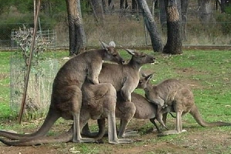 australian animals