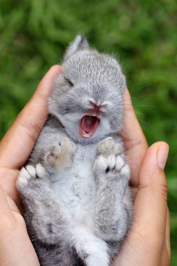 baby animals