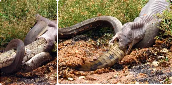 australian animals