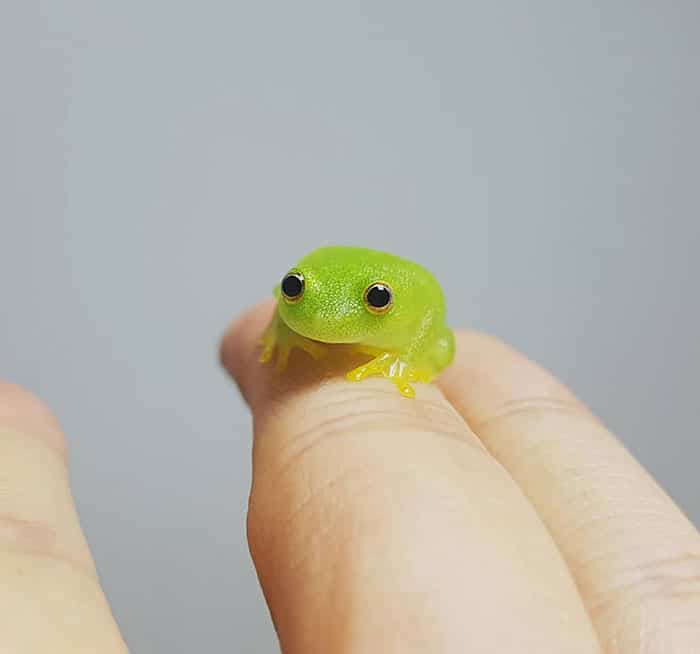 adorable tiny animals
