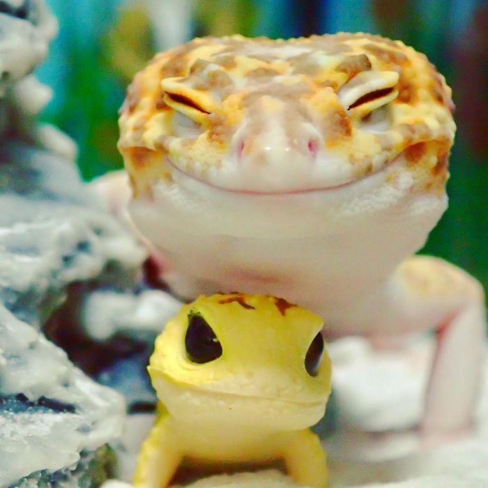 leopard gecko