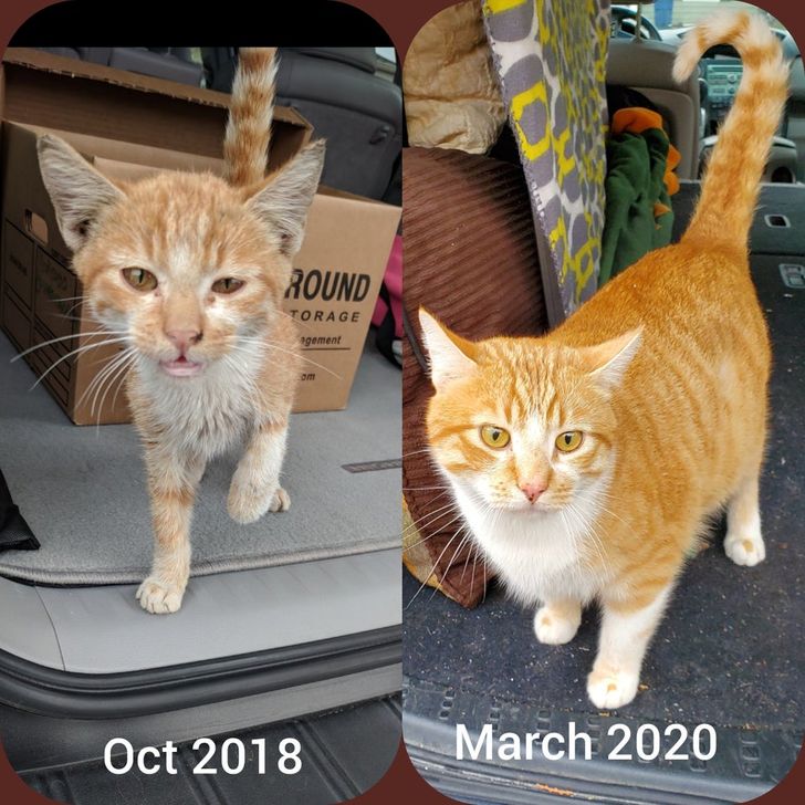 adopted animals