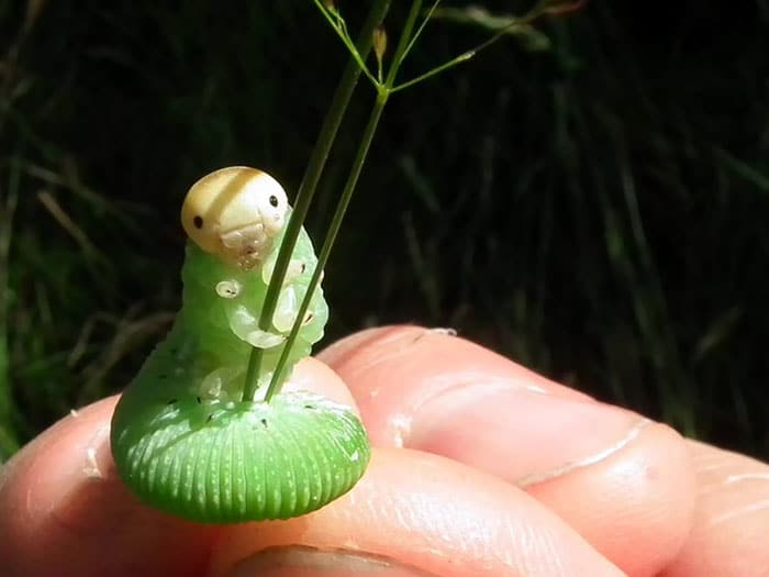 adorable tiny animals