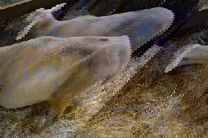 pregnant animals