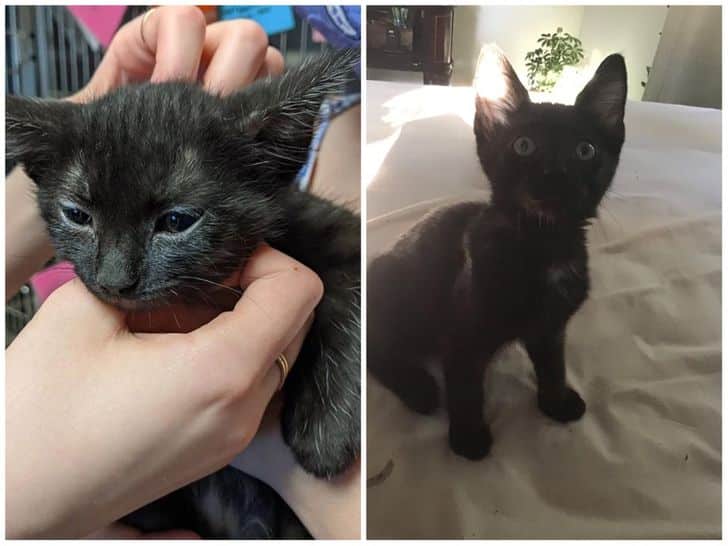 adopted animals