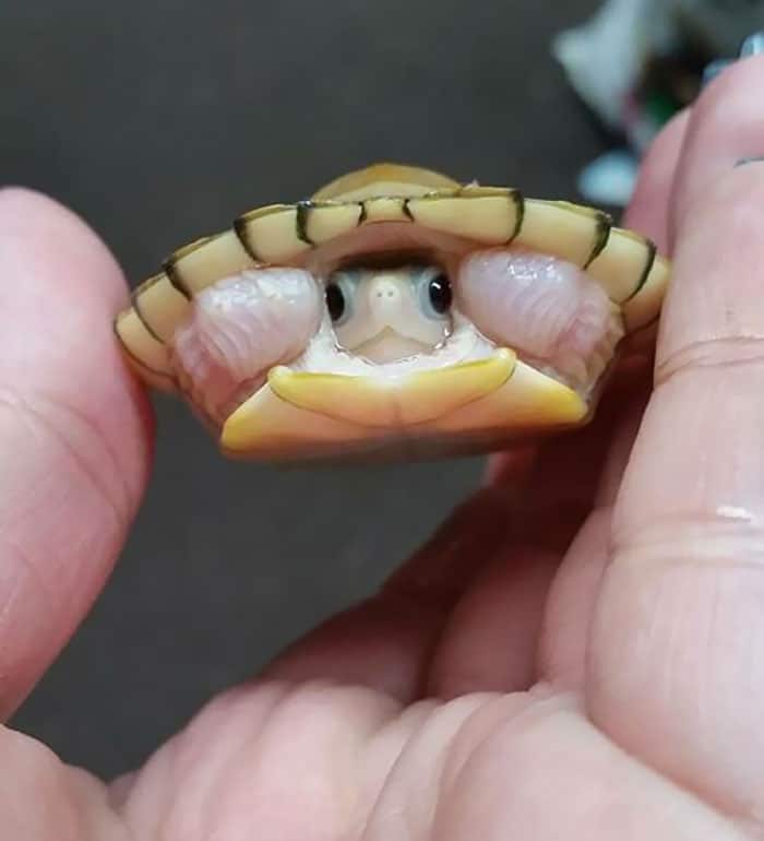 adorable tiny animals