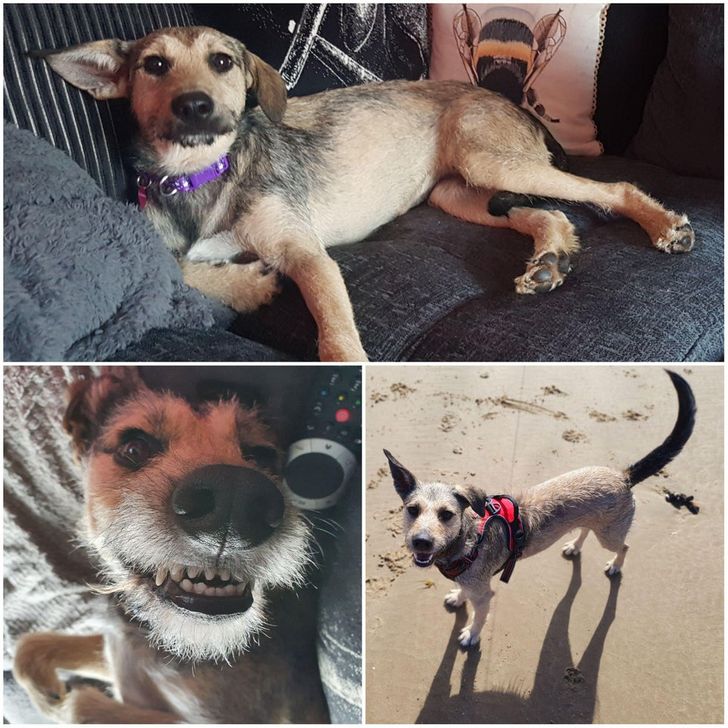 adopted animals