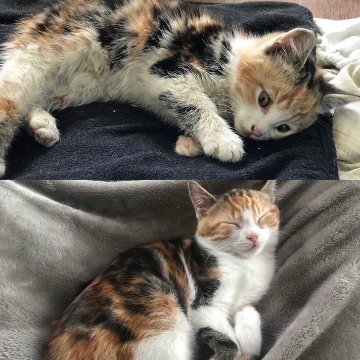 adopted animals