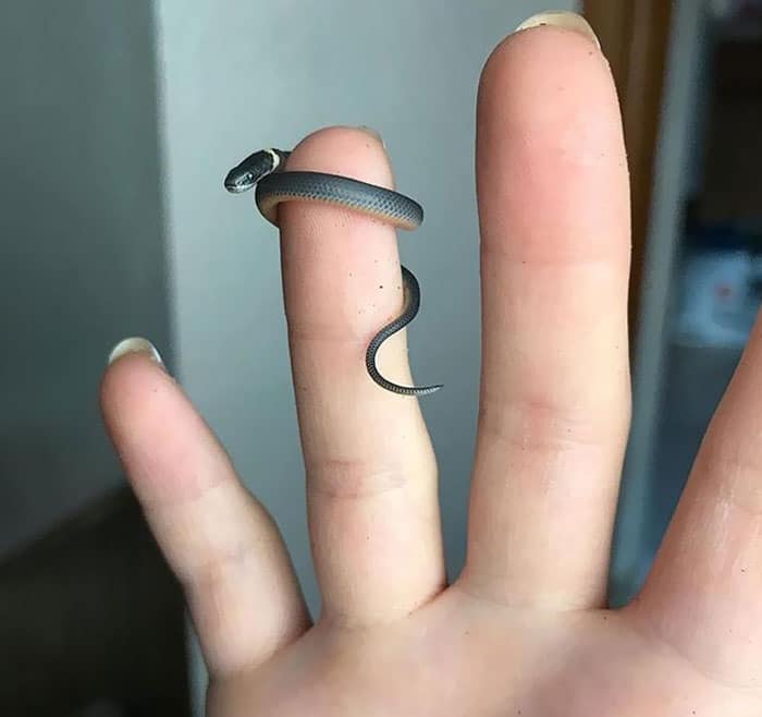 adorable tiny animals