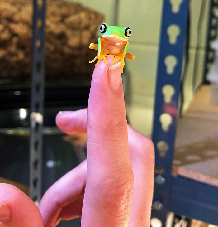 adorable tiny animals