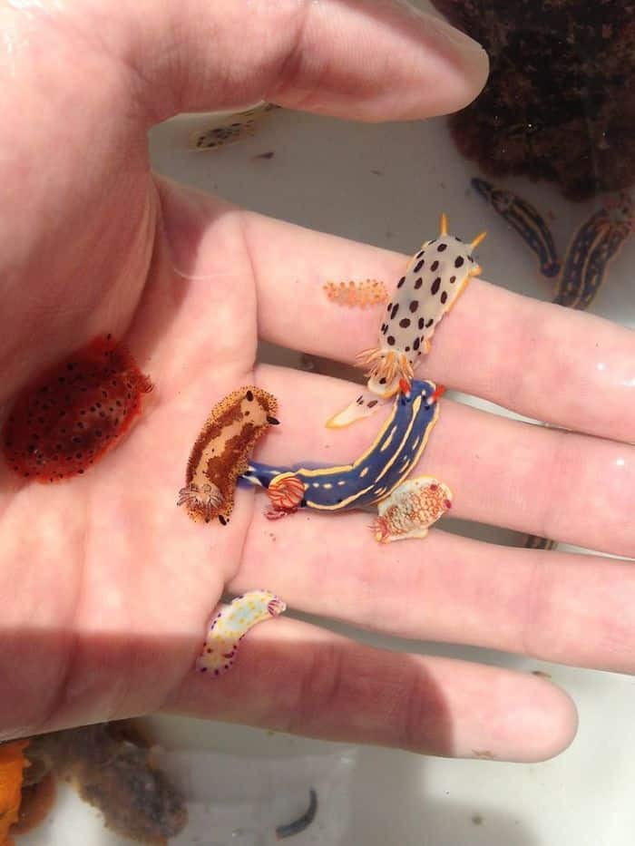 adorable tiny animals