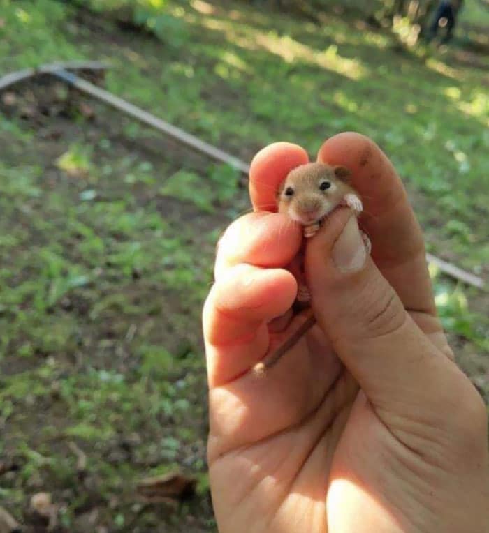 adorable tiny animals