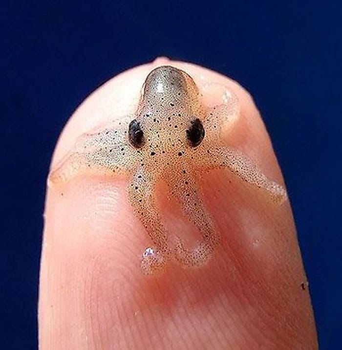adorable tiny animals