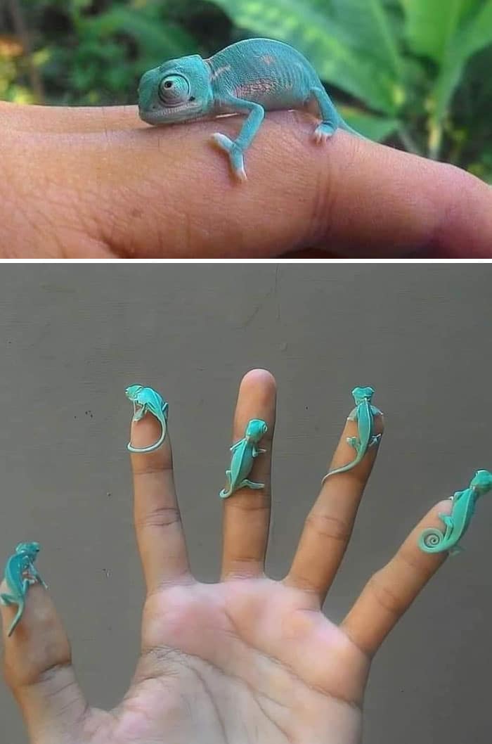 adorable tiny animals