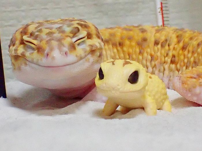 leopard gecko