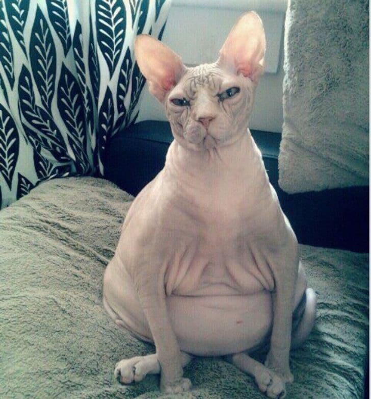 pregnant animals