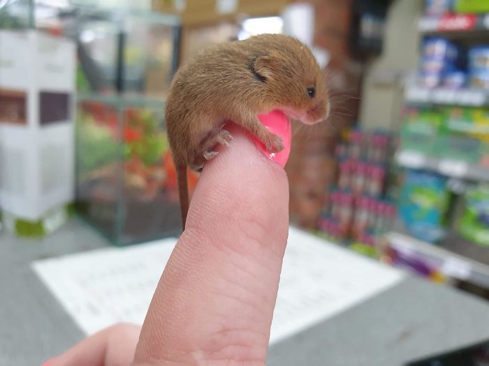 adorable tiny animals