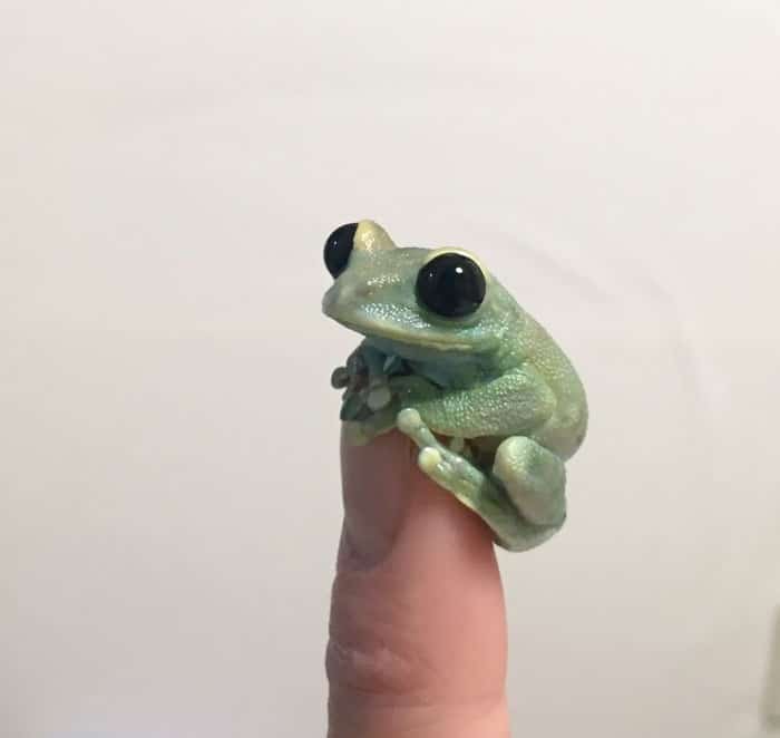 adorable tiny animals