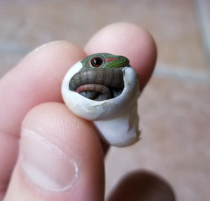 adorable tiny animals