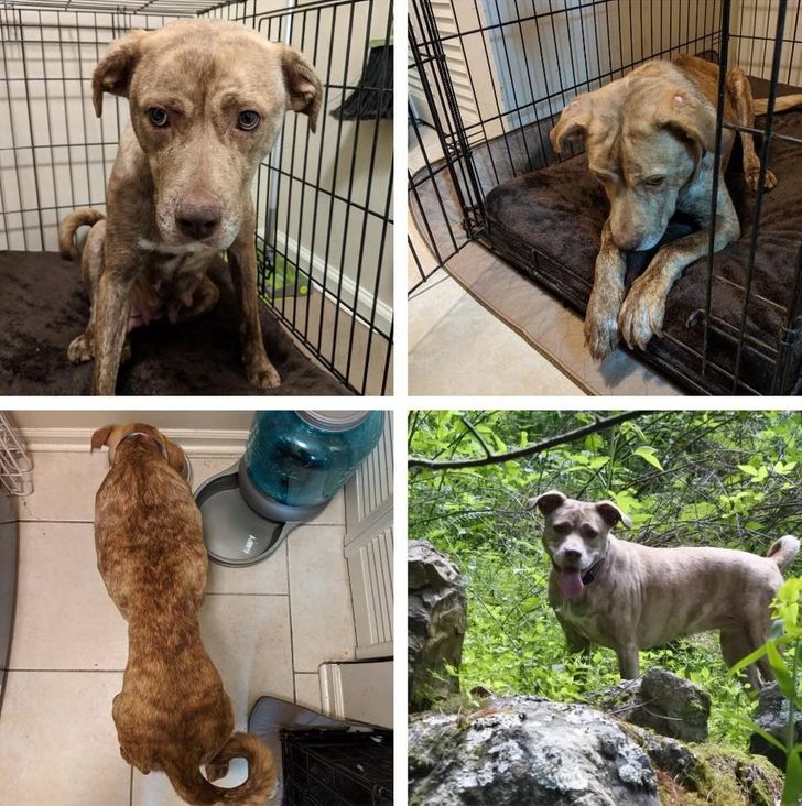 adopted animals