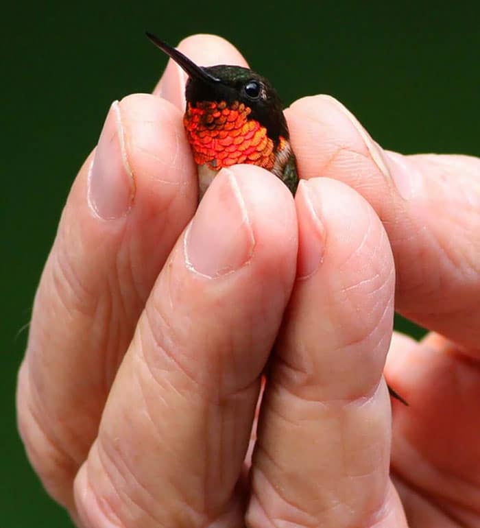 adorable tiny animals