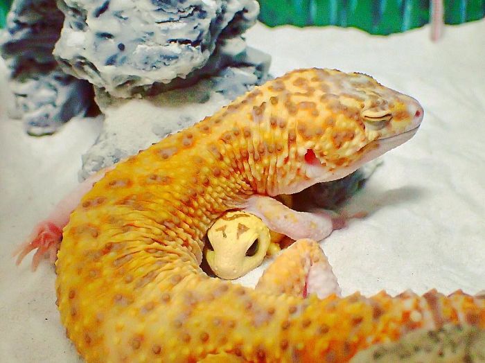 leopard gecko