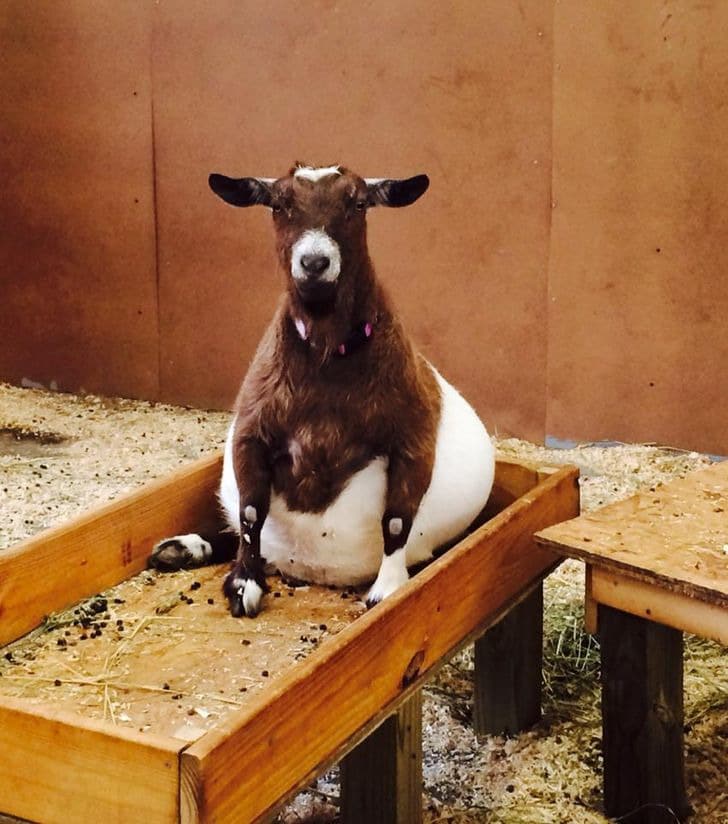 pregnant animals