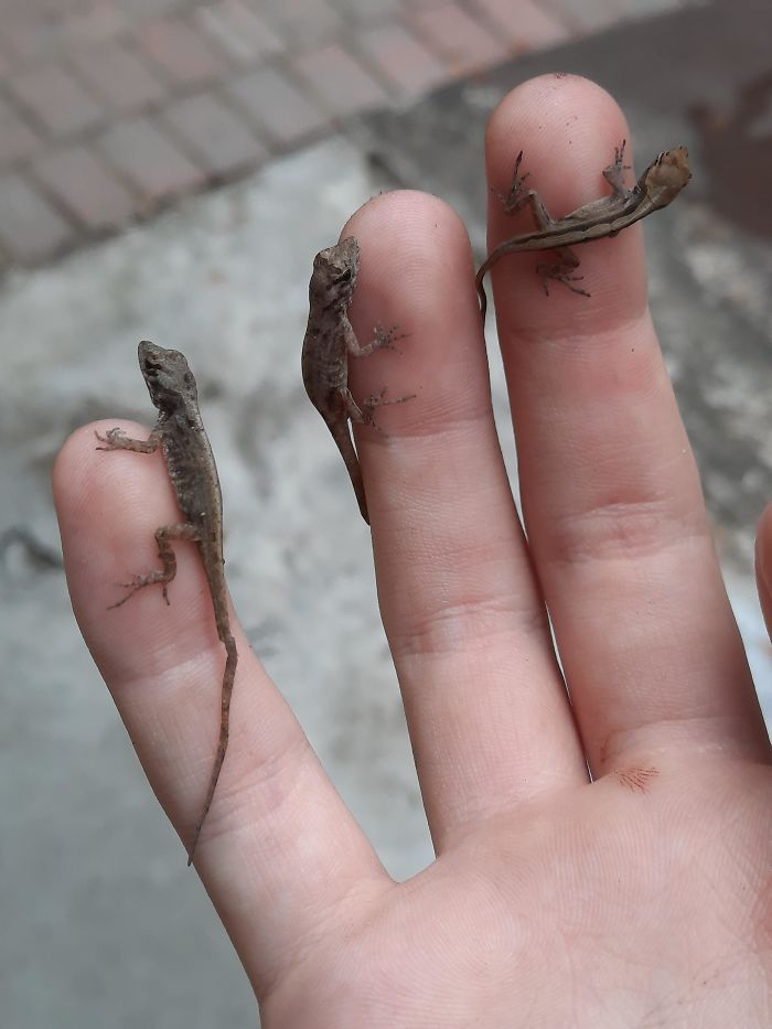 adorable tiny animals