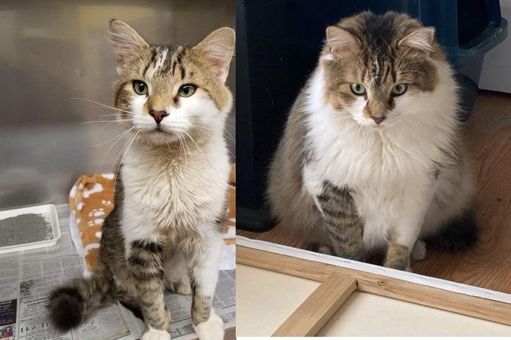 adopted animals