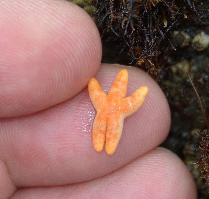 adorable tiny animals