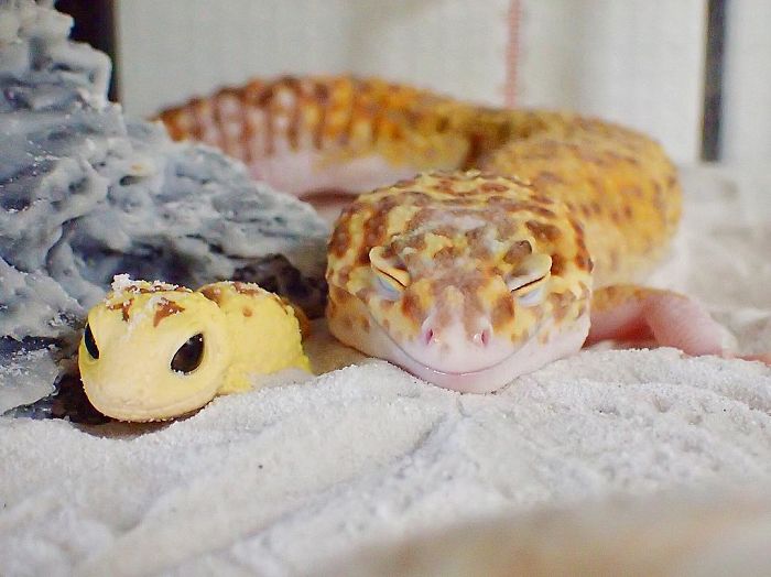 leopard gecko