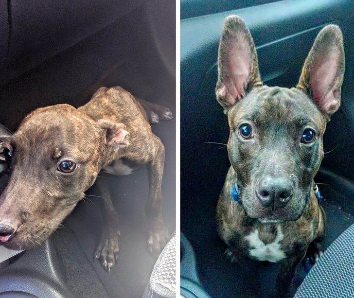adopted animals