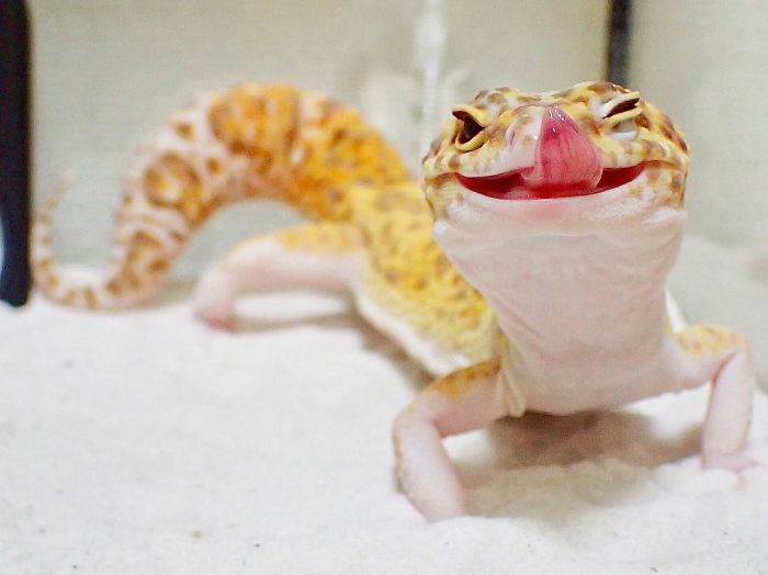 leopard gecko