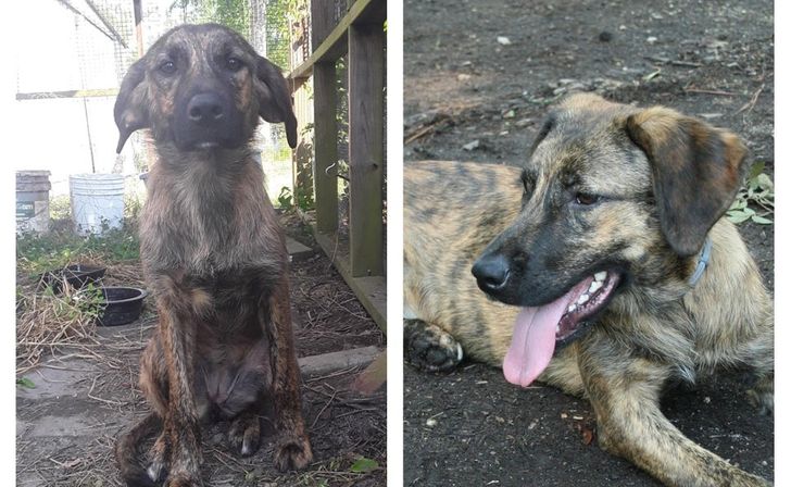 adopted animals