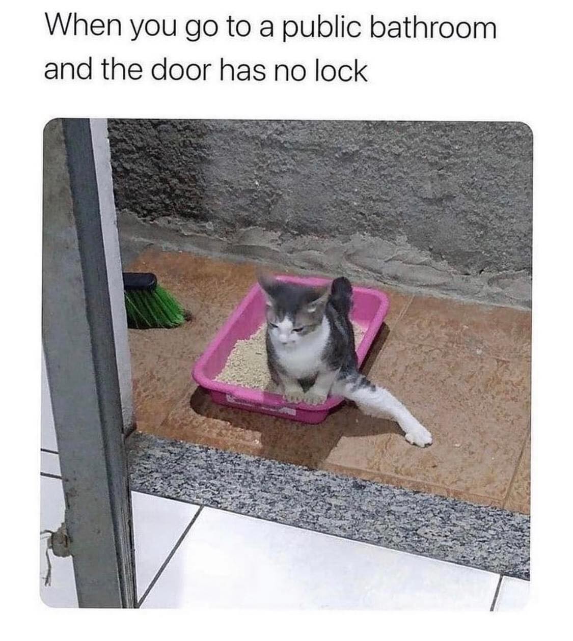 daily meme