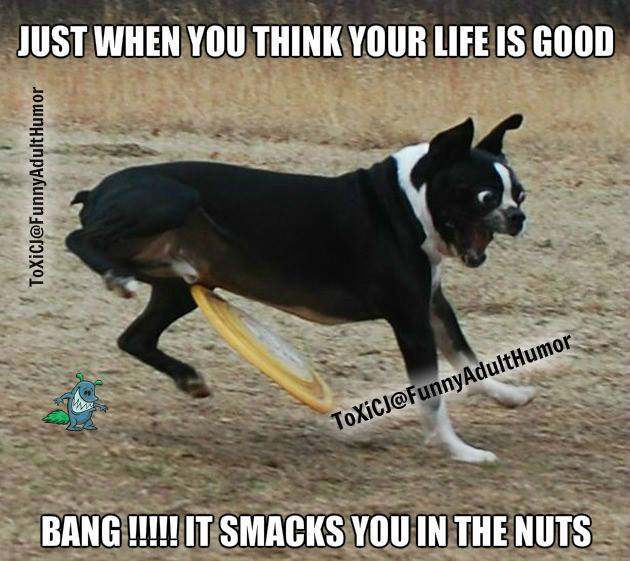 daily meme
