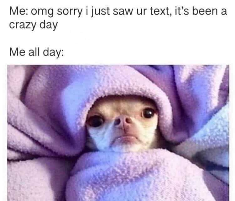 daily meme