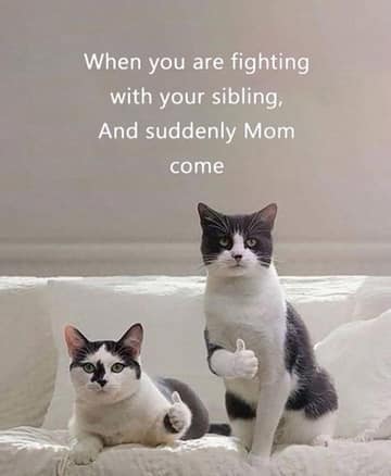 daily meme