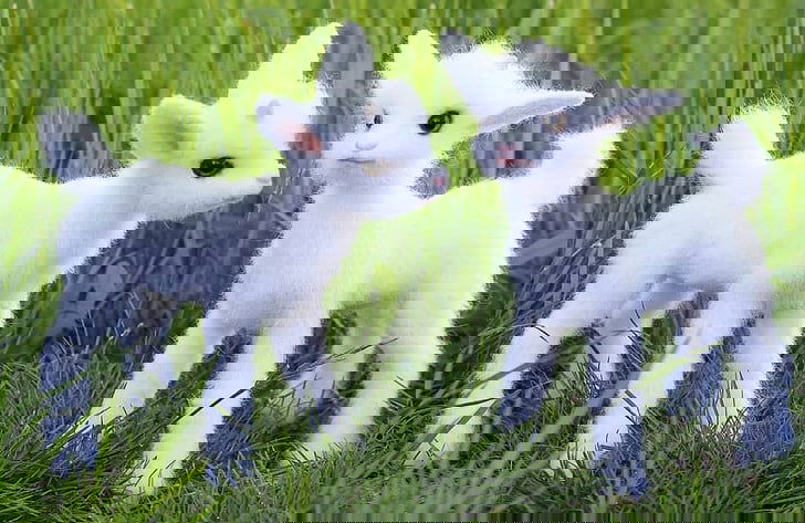 woolen animals