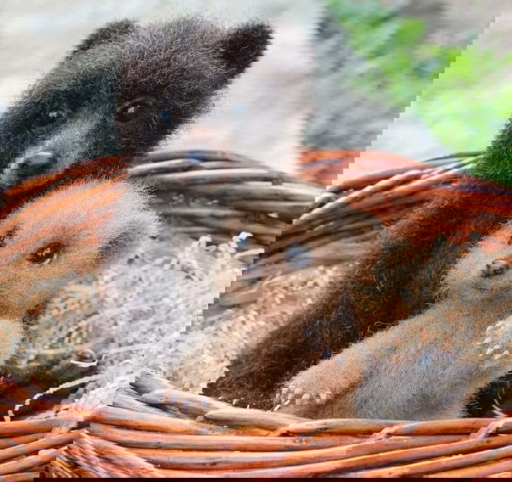 woolen animals