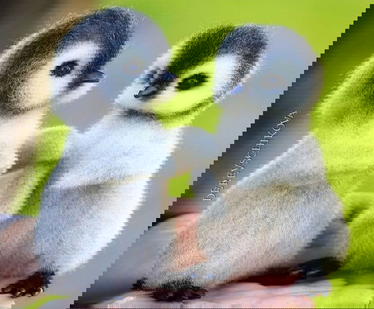 woolen animals
