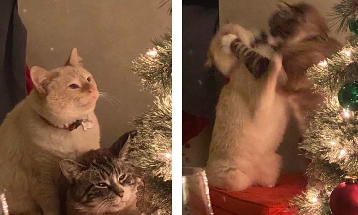 Christmas spirit