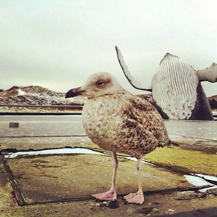 Photobombed