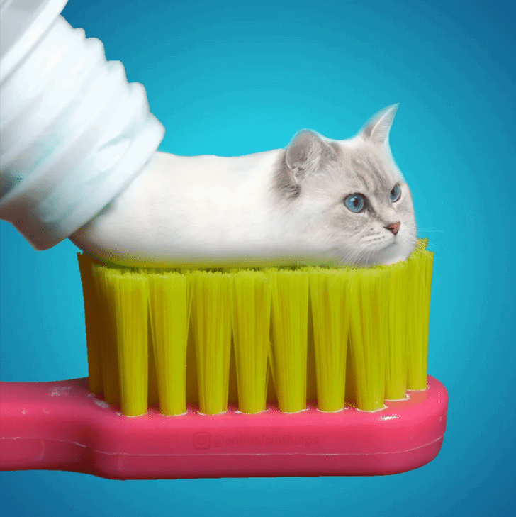 Photoshop Manipulations