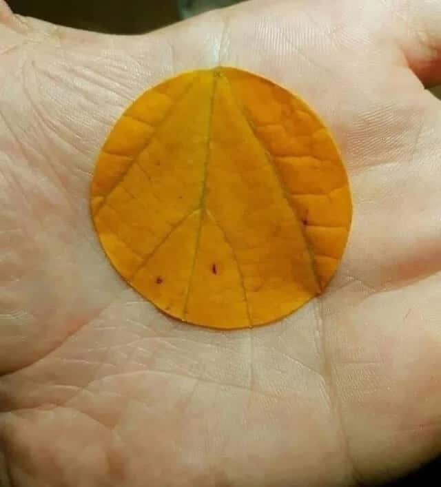 accidental perfect fits