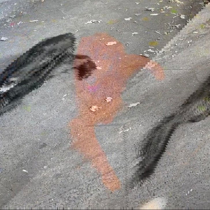 Viral