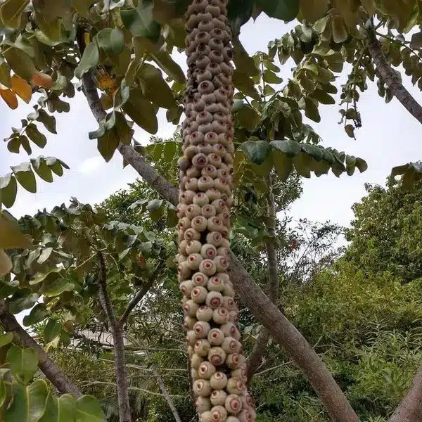 Trypophobia