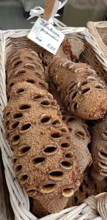 Trypophobia