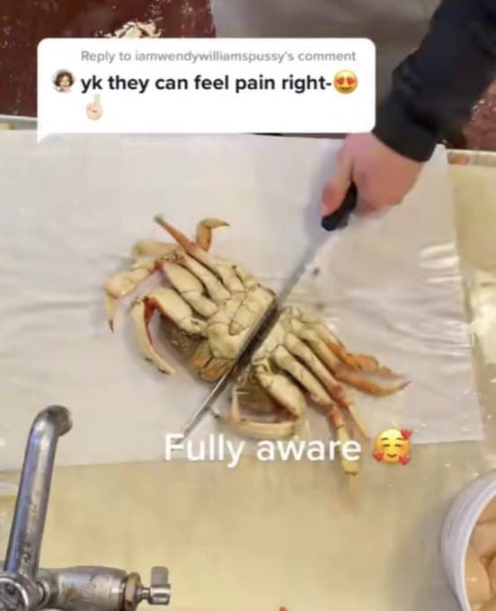 Unhinged TikTok Screenshots
